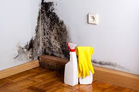 Why You Should Choose Our Mold Remediation Services in Tukwila, WA